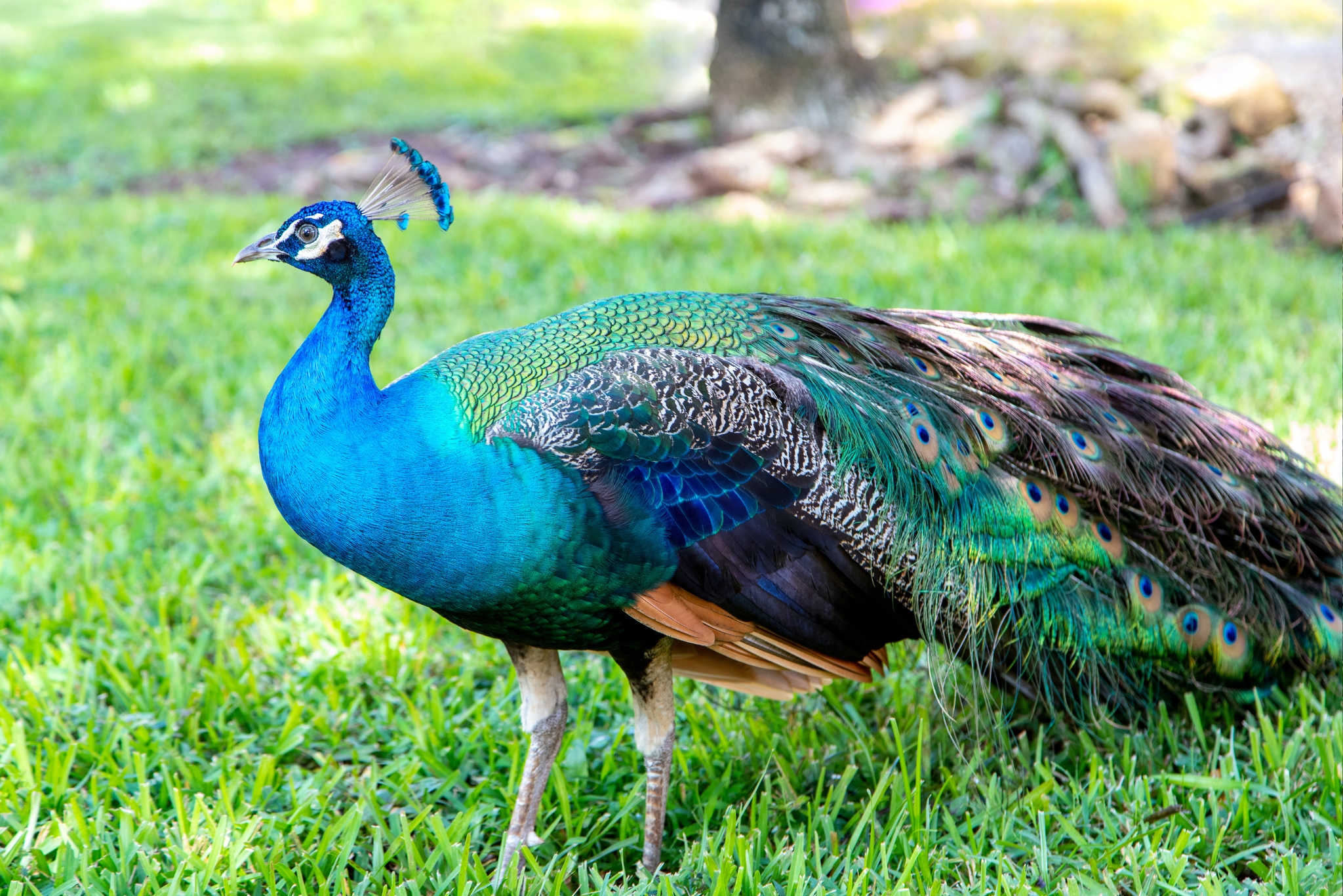 10 Peacock Diet Tips Every Peacock Parent Needs to Know