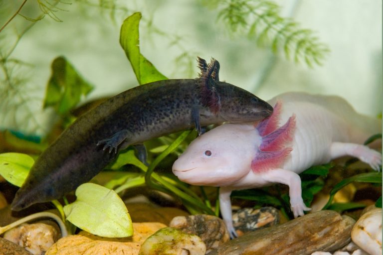 Axolotl Care Tips That Actually Make a Difference