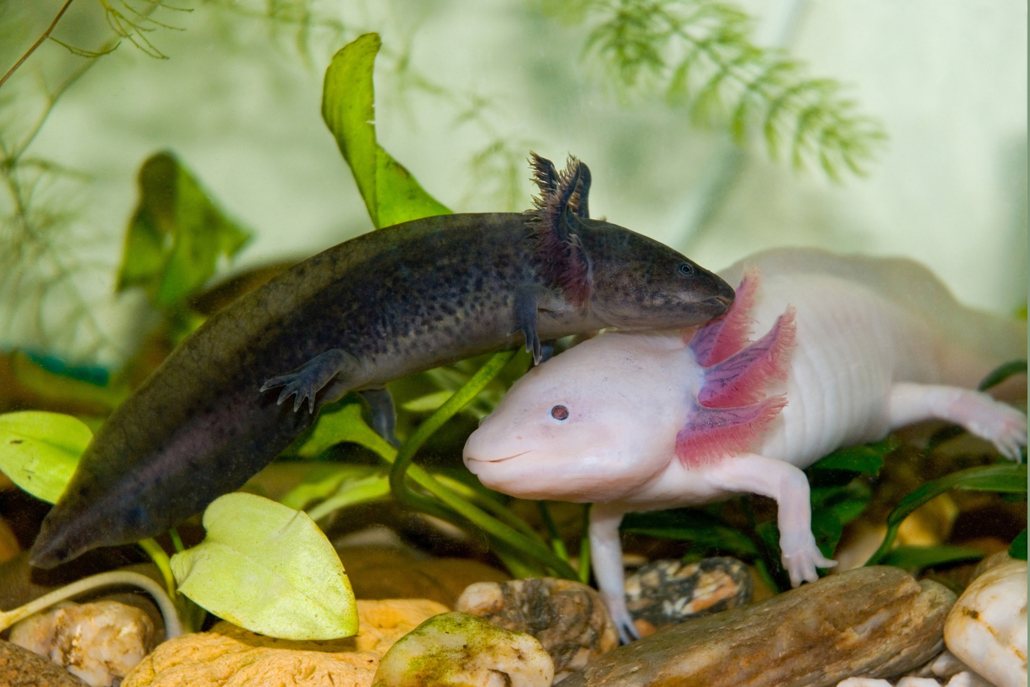 Axolotl Care Tips That Actually Make a Difference