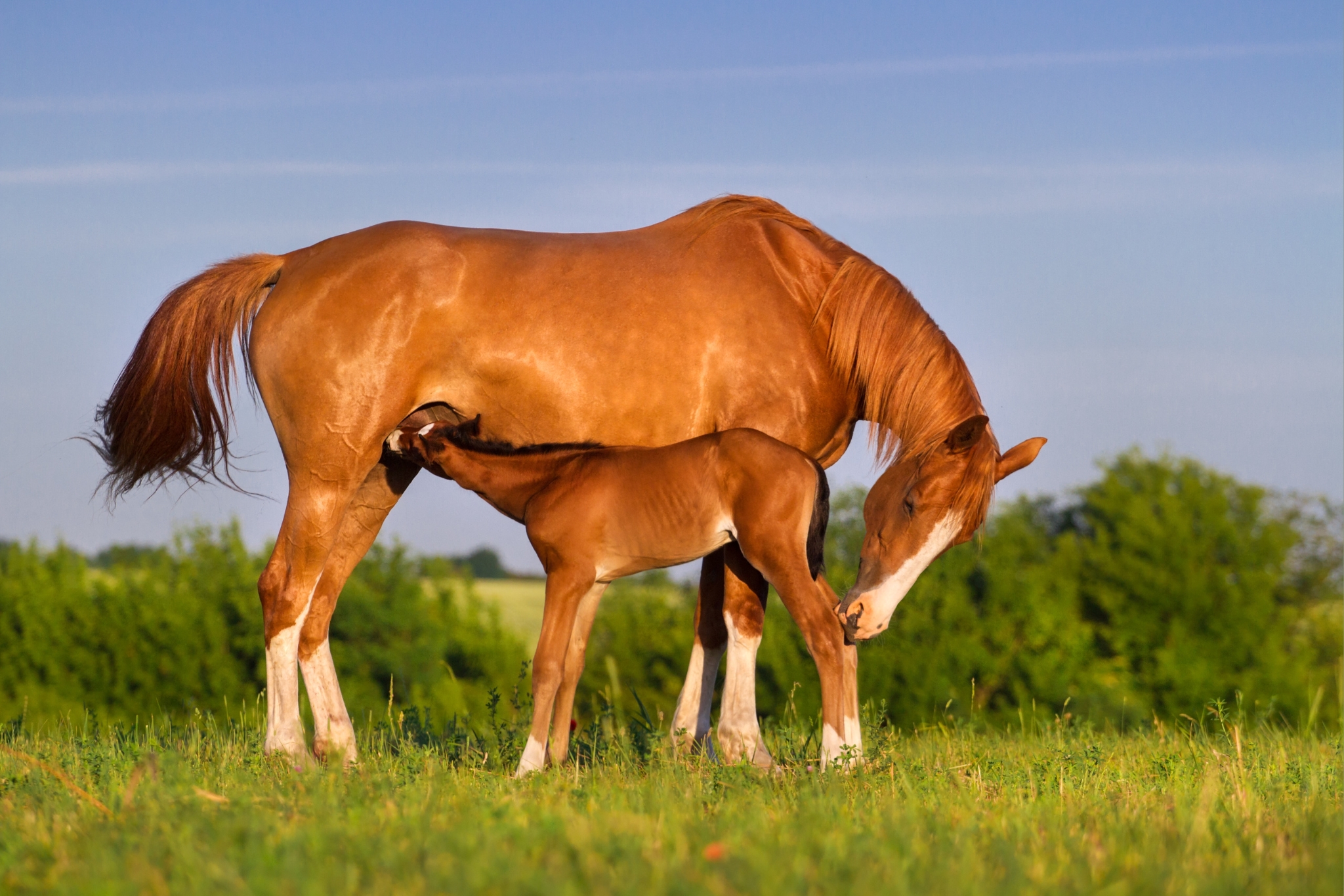 What Is a Mare Breeding Soundness Exam? And Does Your Horse Need One?