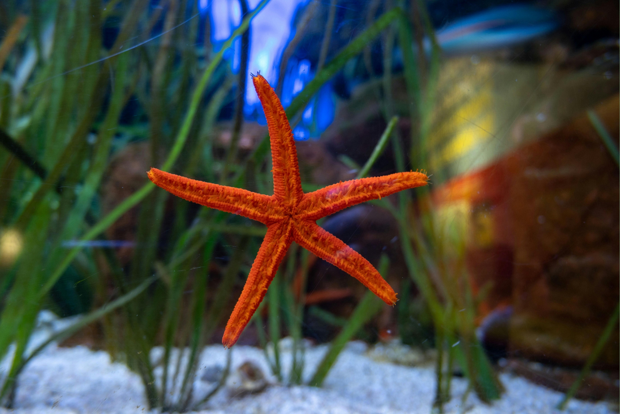 The Truth About Pet Starfish: Everything You Wish Someone Had Told You Sooner