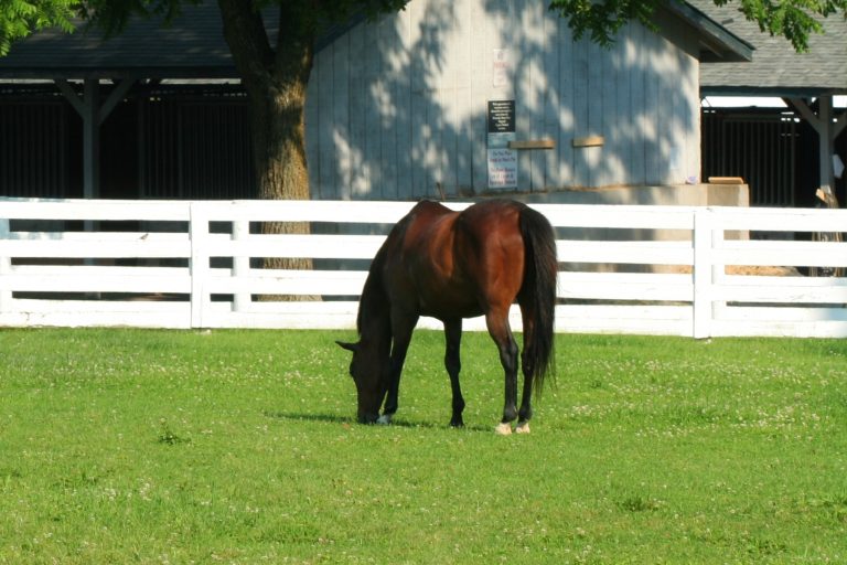 The Complete Bookkeeping Guide Every Equestrian Needs (Yes, Even You)