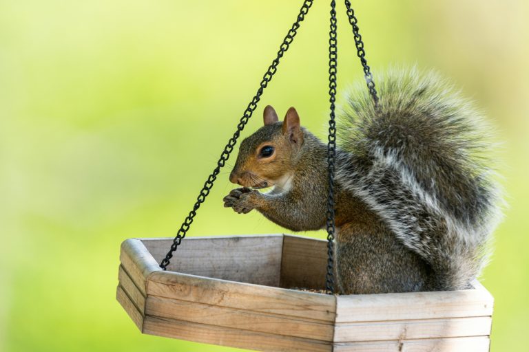 Pet Squirrel Enrichment 101: Keeping Your Acrobat Happy & Healthy