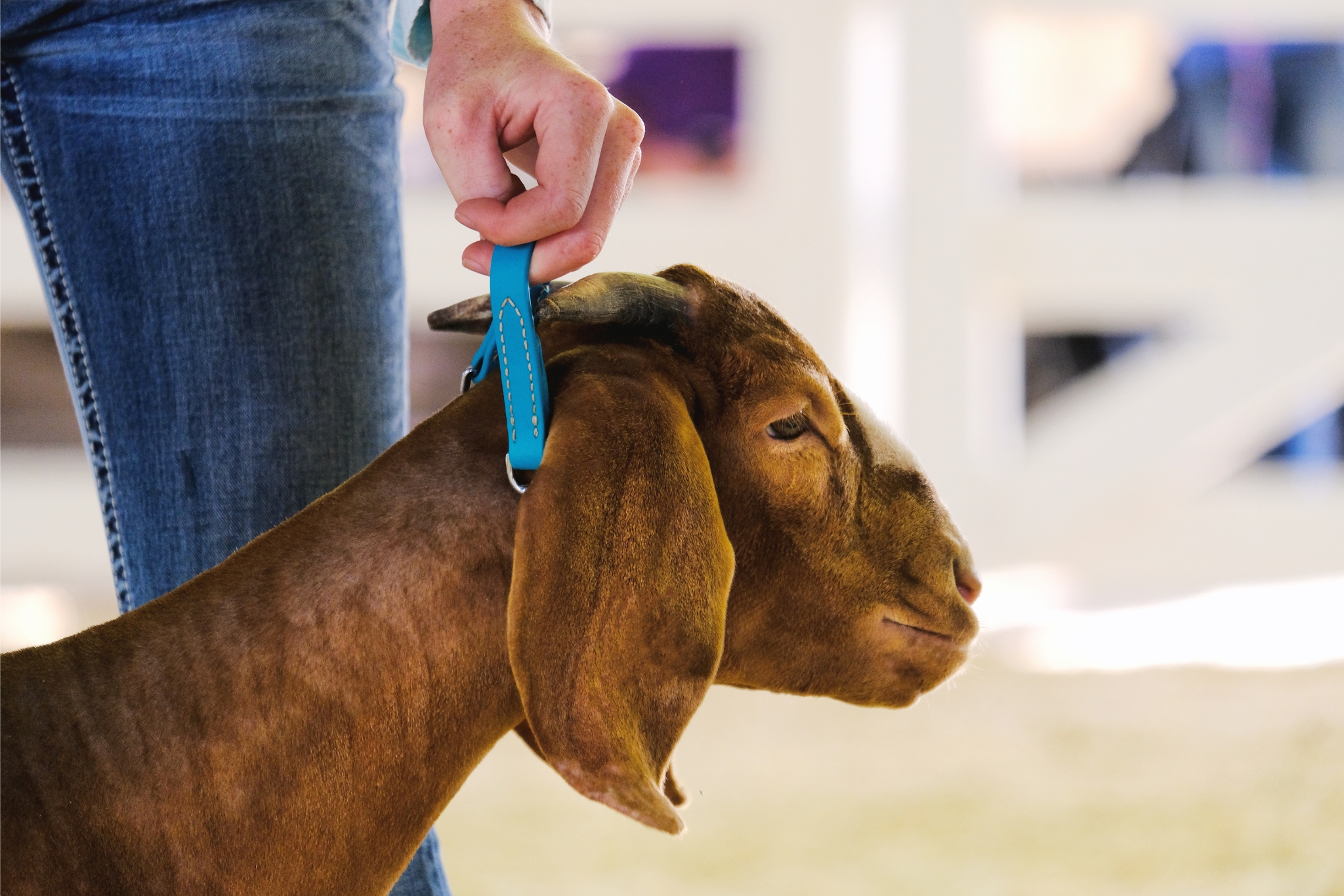 What's the Best 4-H Animal for You? A Field Guide to Finding Your Match