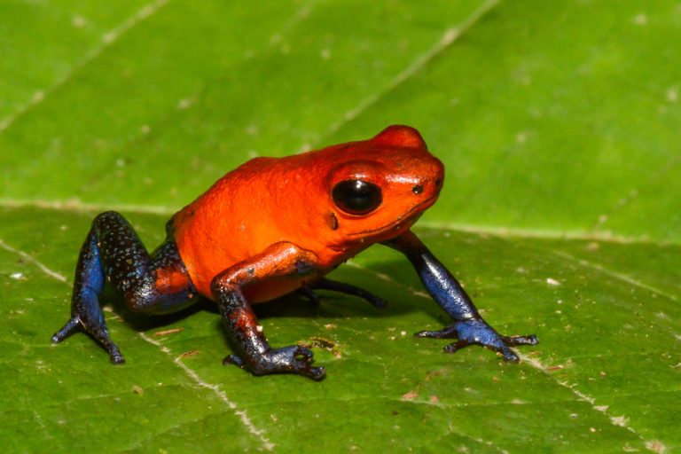 Poison Dart Frog Care Tips