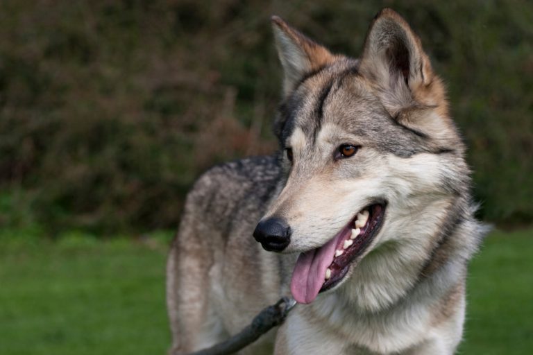12+ Best Wolfdog Toys: How to Keep High-Drive Hybrids Happy and Busy