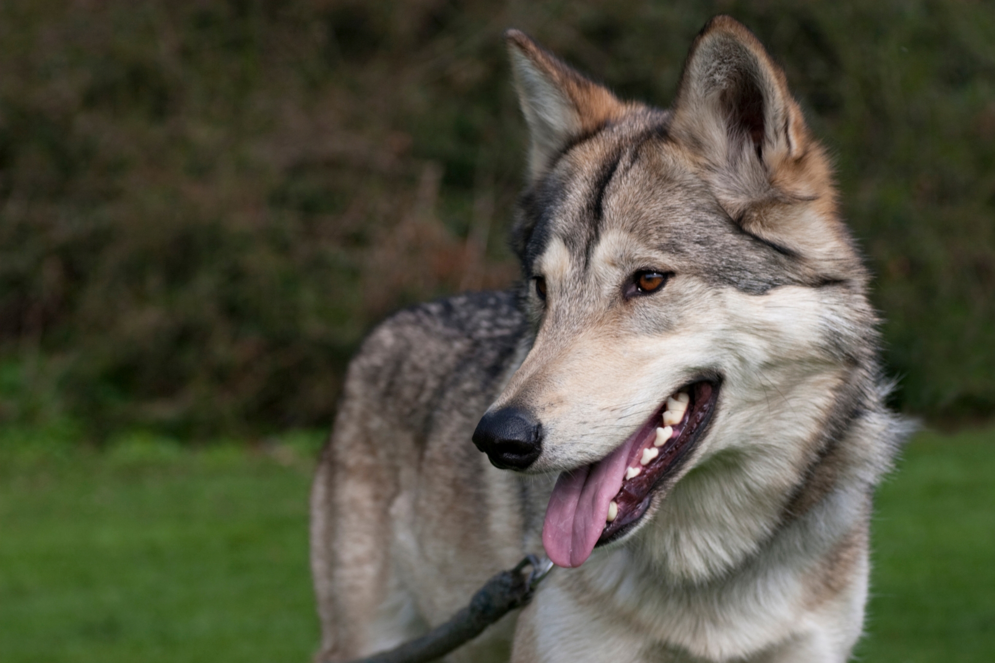 12+ Best Wolfdog Toys: How to Keep High-Drive Hybrids Happy and Busy