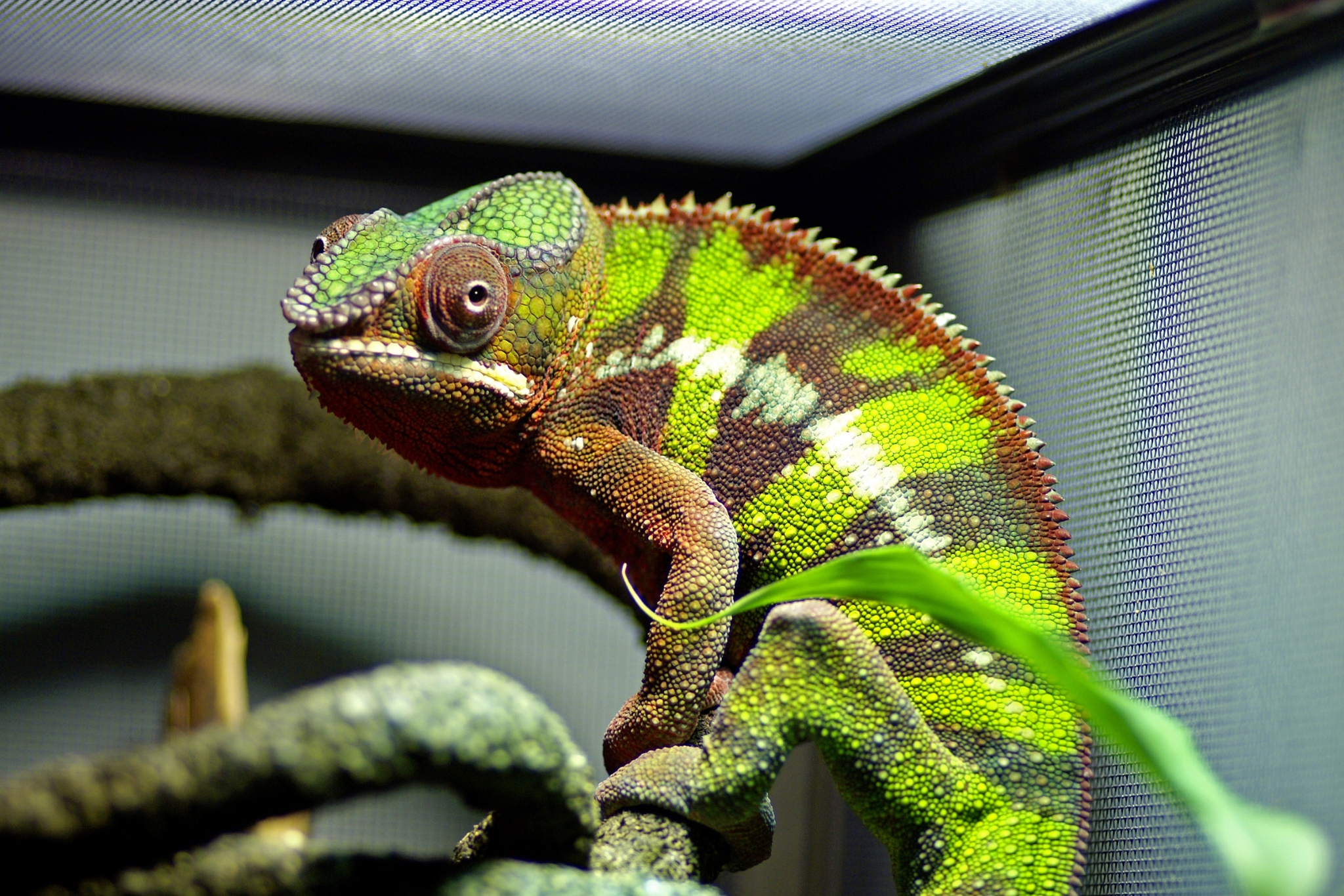 How to Get Chameleon Humidity Right (Without Drowning Your Setup in Mold)