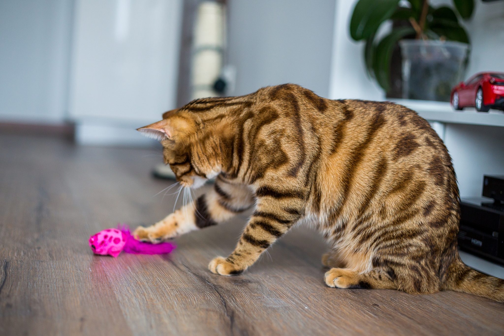 7 Best Bengal Cat Toys Your High-Energy Kitty Actually Needs