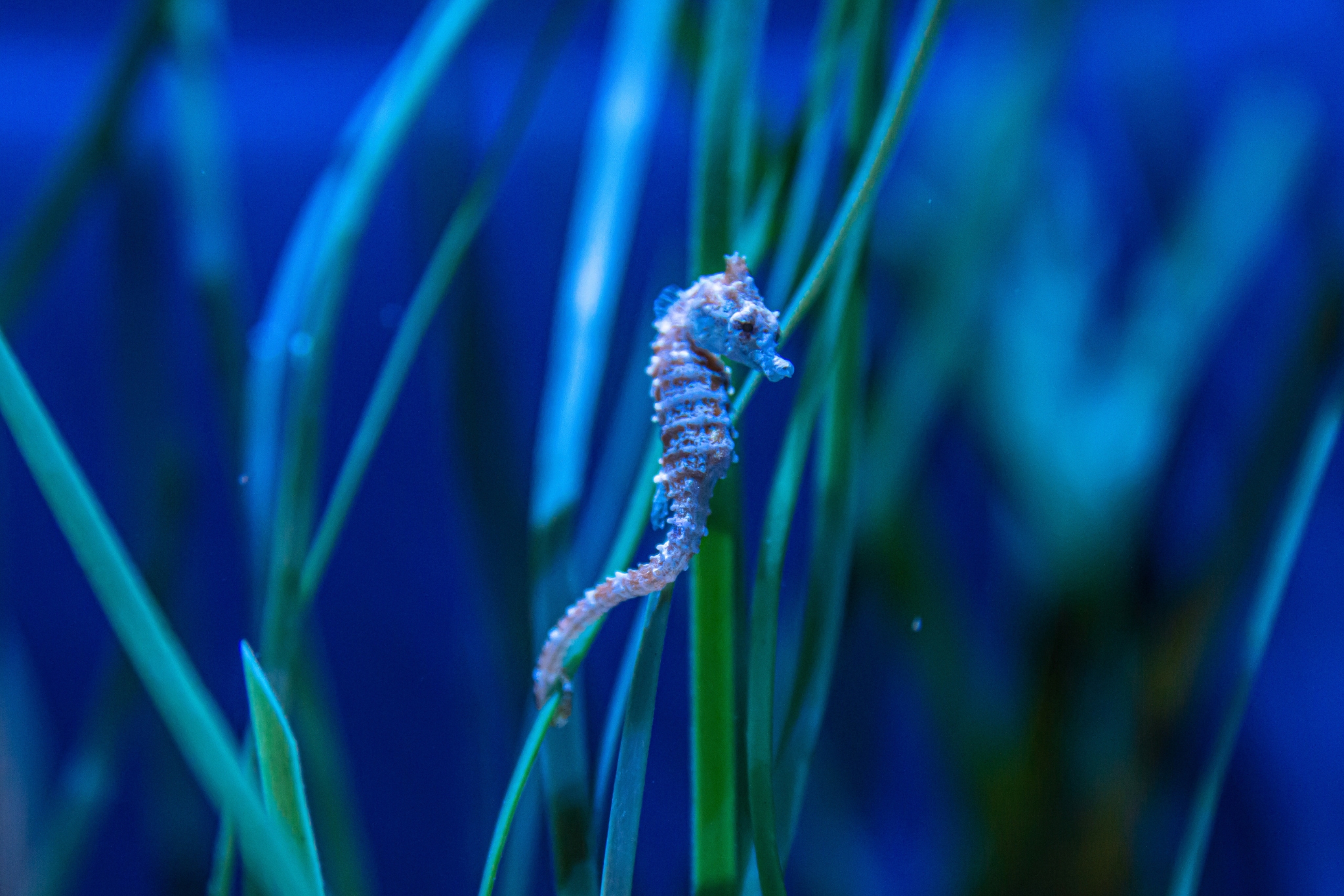 Dwarf Seahorse Care Tips: 9 Expert Secrets Every Keeper Should Know