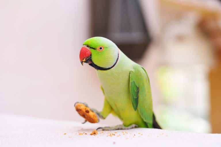 How to Create a Foraging Schedule for Your Parrot (And Why It's a Game Changer)