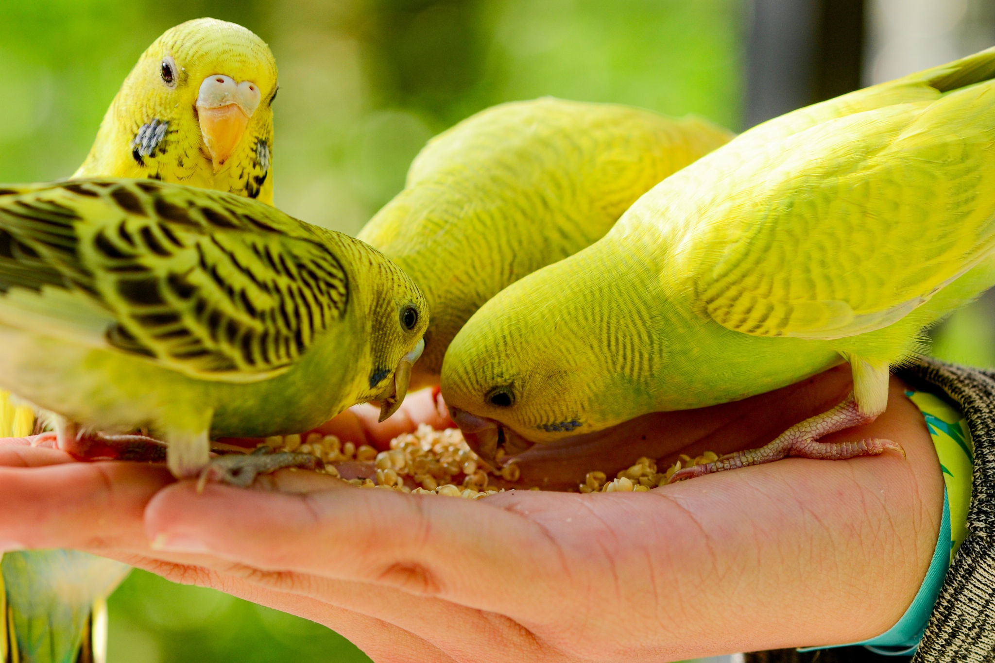 Best Treats for Parakeets