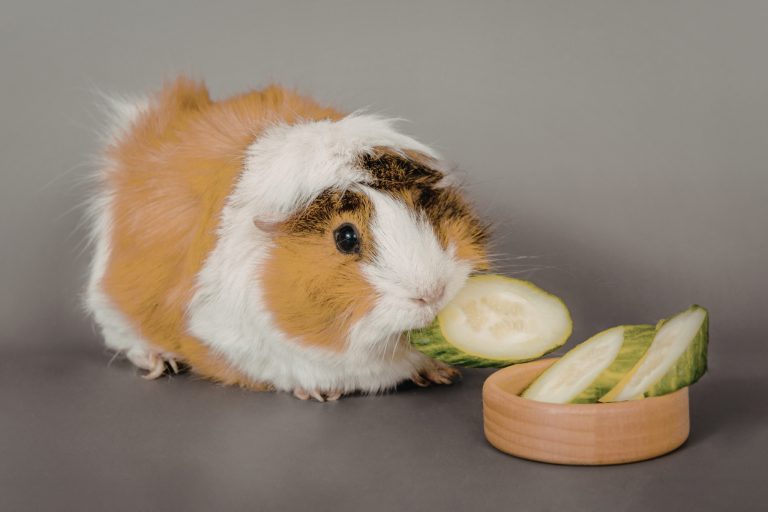 11+ Best Guinea Pig Vegetables (and How Often to Feed Them)