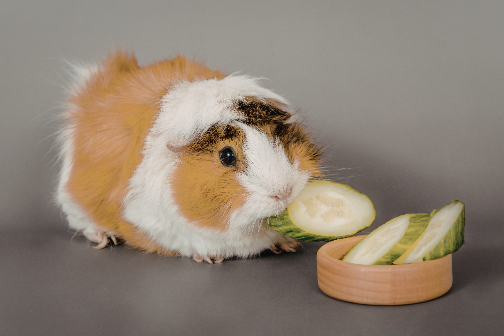 11+ Best Guinea Pig Vegetables (and How Often to Feed Them)