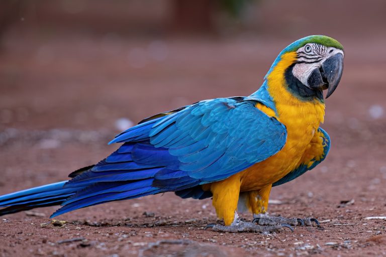The Good, Bad, Ugly Truth about Blue and Gold Macaws