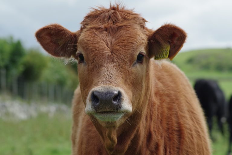 Are Cows Right for Your Homestead? Here's How to Decide
