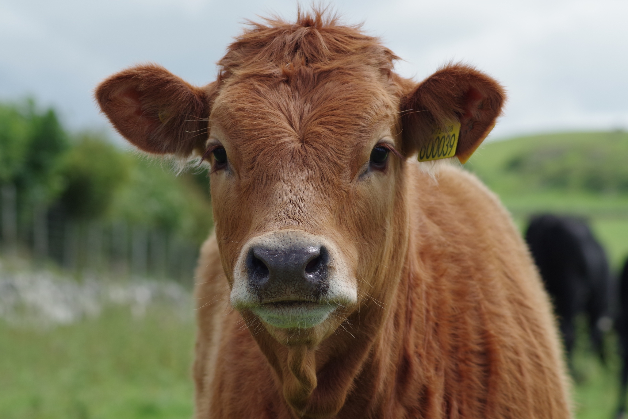 Are Cows Right for Your Homestead? Here's How to Decide