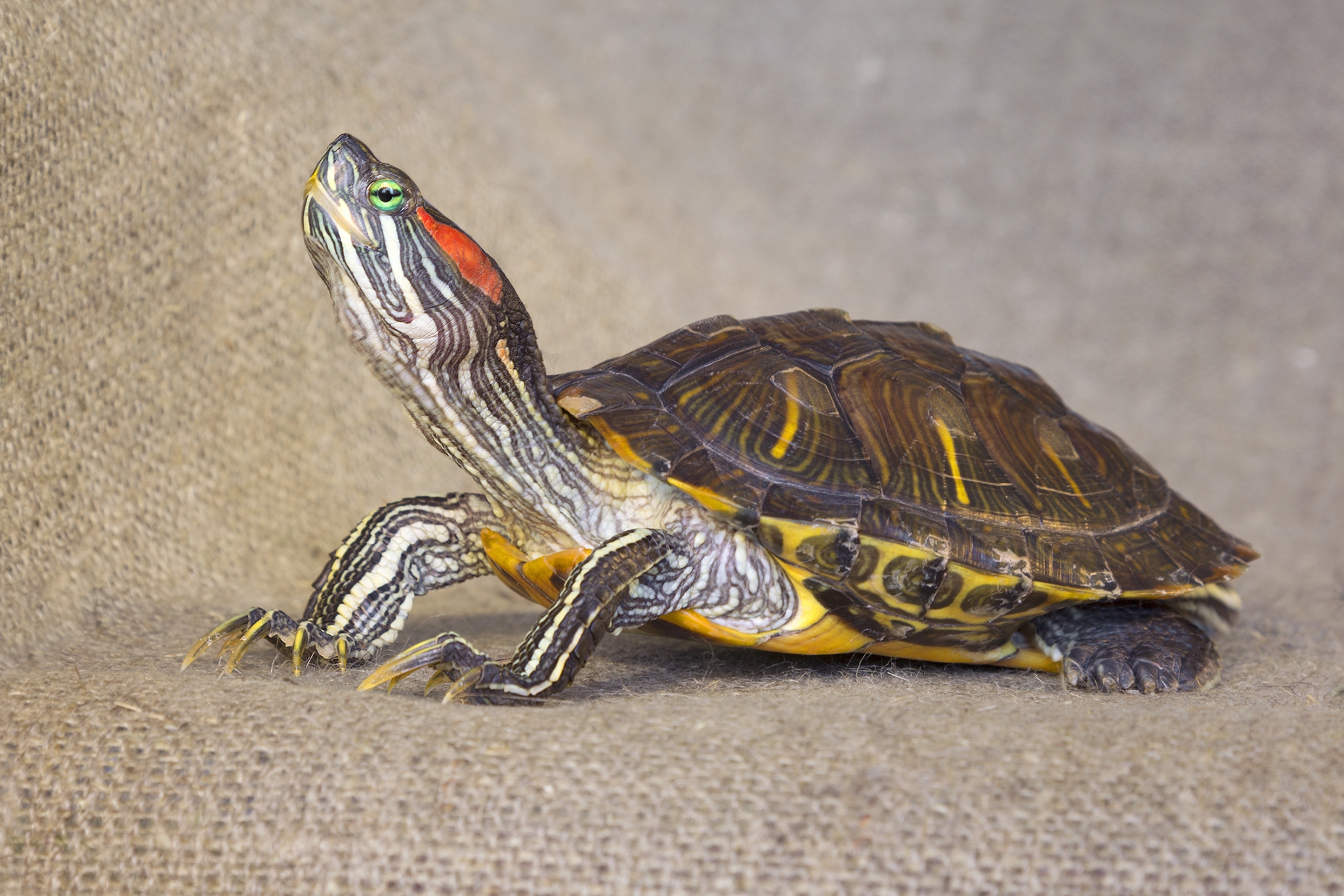 Freeze Dried Treats for Red-Eared Sliders