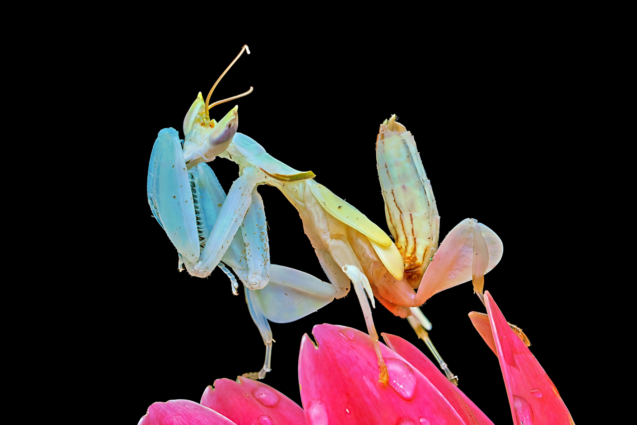 The Truth About Pet Praying Mantises