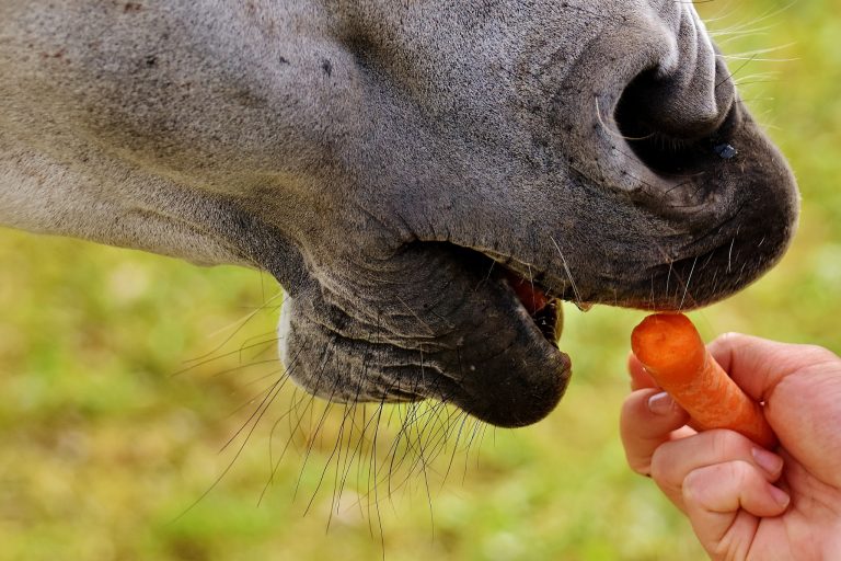 What Vegetables Are Safe for Horses to Eat? Safe & Healthy Treat Options