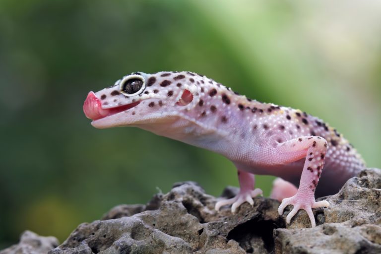 Leopard Gecko Calcium