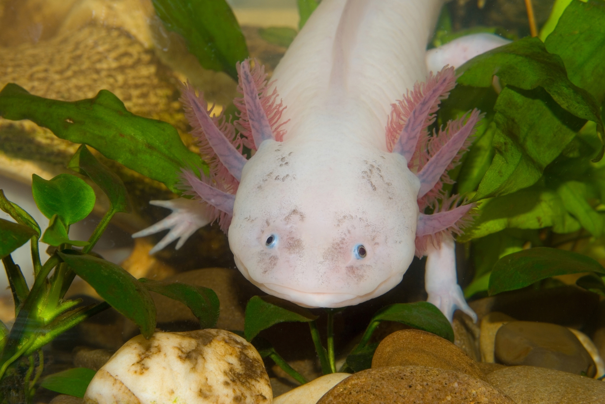 Beyond Bloodworms: 7 Treats Worth Feeding Axolotls