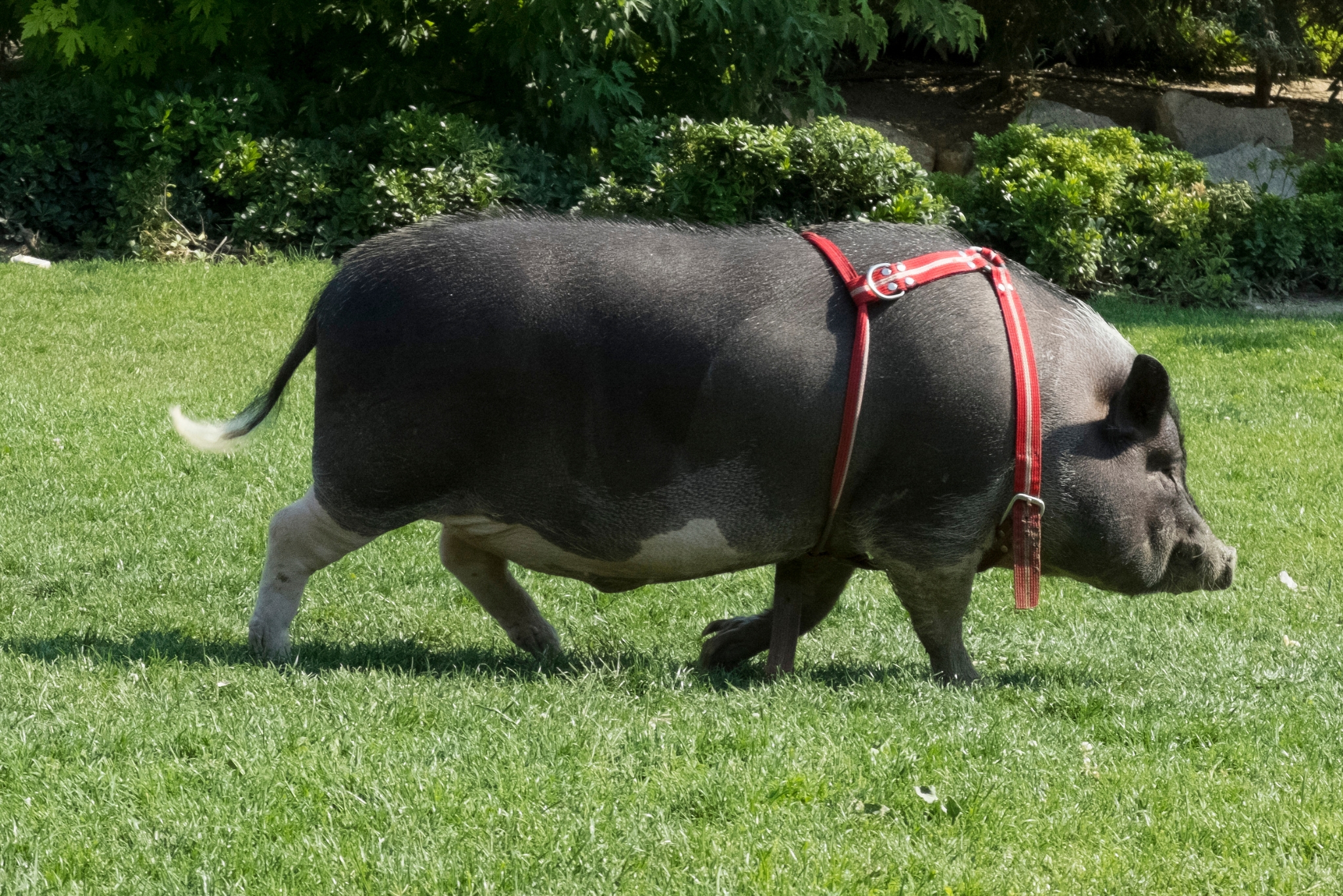 18 Best Pot Belly Pig Toys for Enrichment and Play