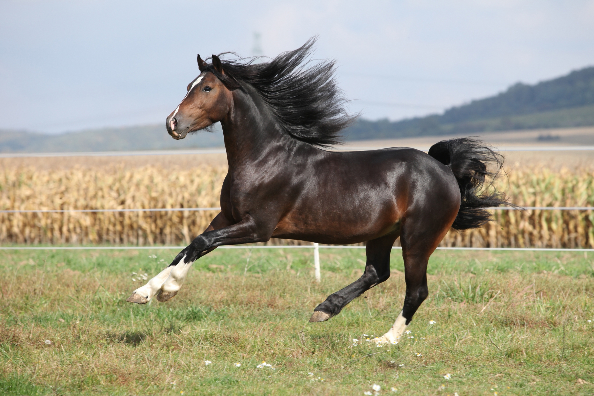 Stop Starting Your Horse Too Young: What a 4 Year Old Should Be Doing Instead