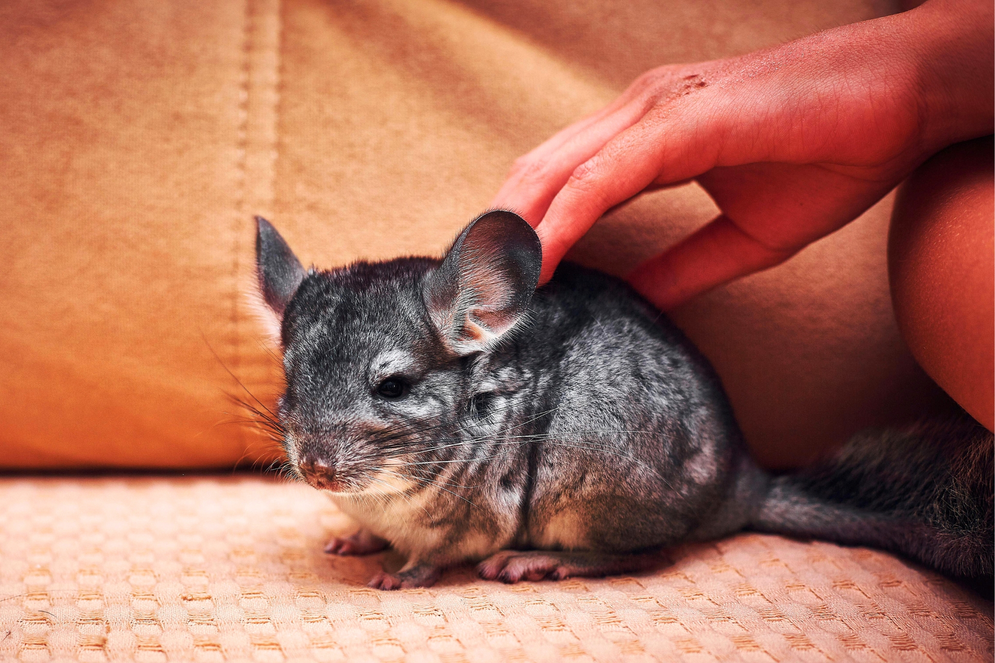 Can You Travel With a Chinchilla? Here's What Vets Recommend