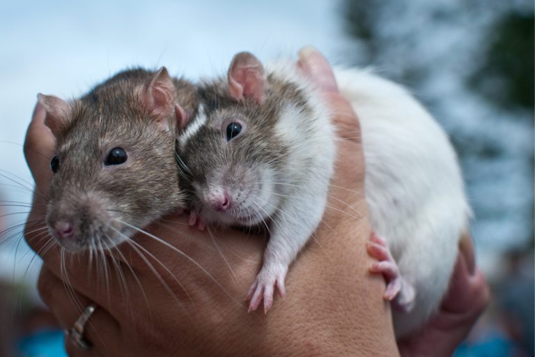 How to Bond With Your Rat So They Actually Love Being Held