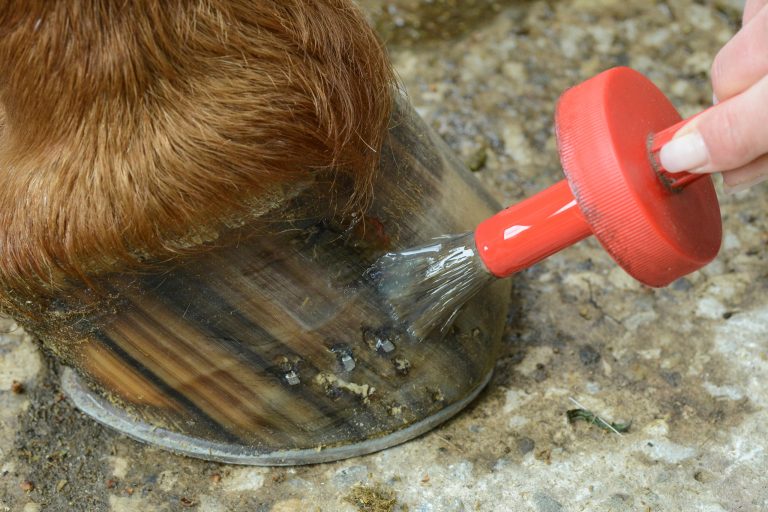 Hoof Oil 101: When It Helps, and When It's a Waste of Money
