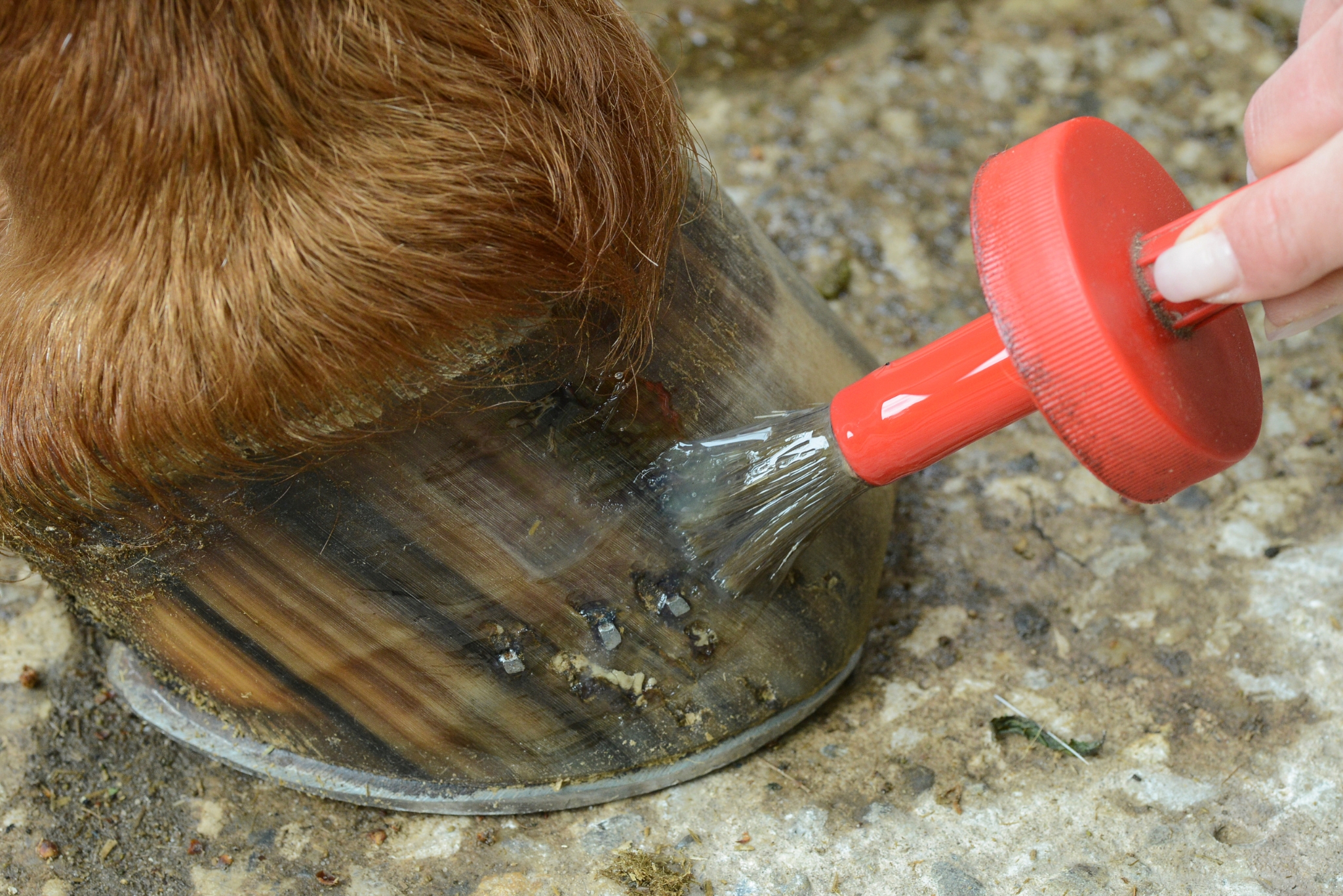 Hoof Oil 101: When It Helps, and When It's a Waste of Money