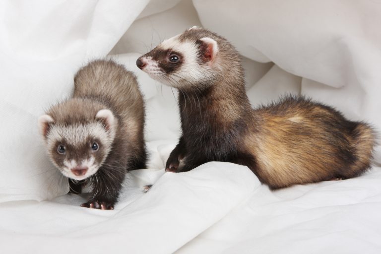 What Vaccines Do Ferrets Need? Schedule, Types & Costs Explained