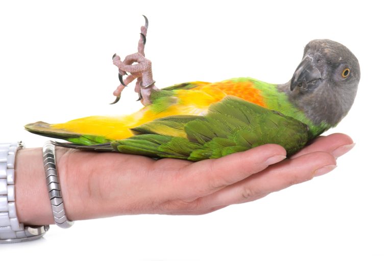 Are Senegal Parrots Loud? The Honest Truth for Apartment Owners