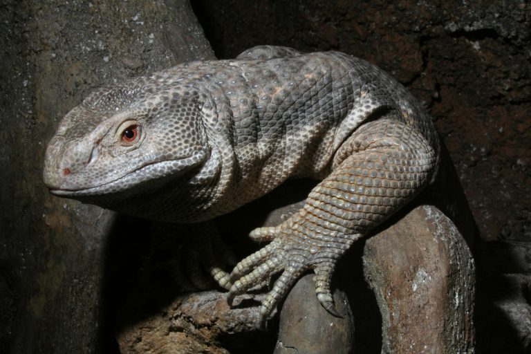 Savannah Monitors as Pets: What to Really Expect Before You Buy One