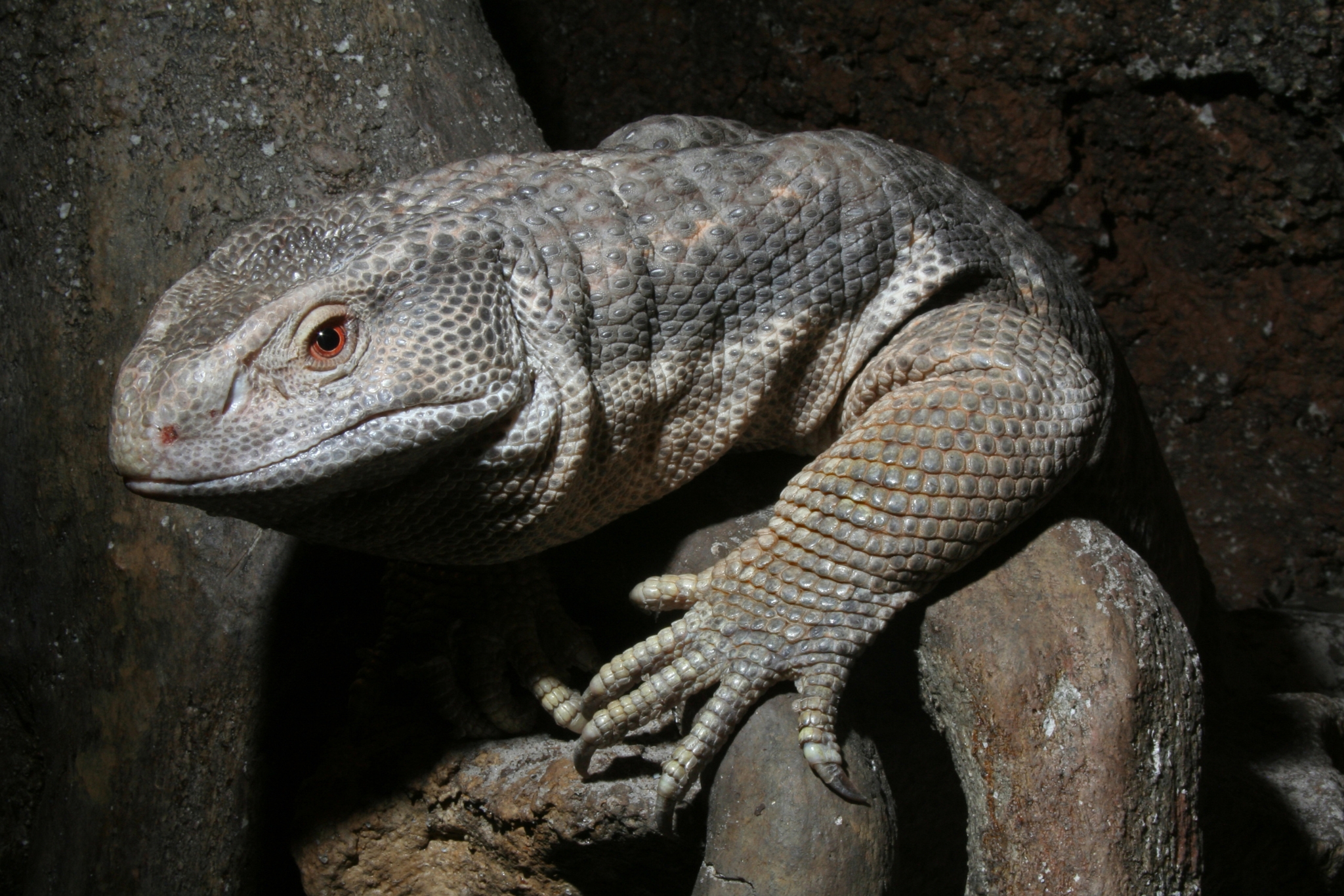 Savannah Monitors as Pets: What to Really Expect Before You Buy One