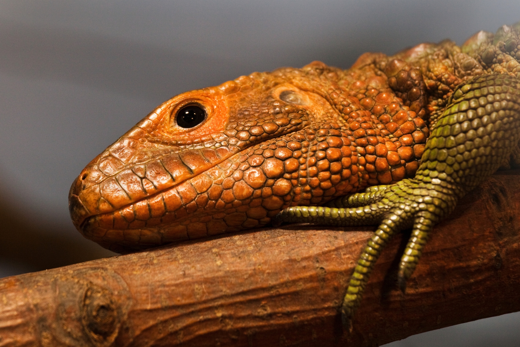 Caiman Lizard Diet 101: The Expert Feeding Guide Every Owner Needs