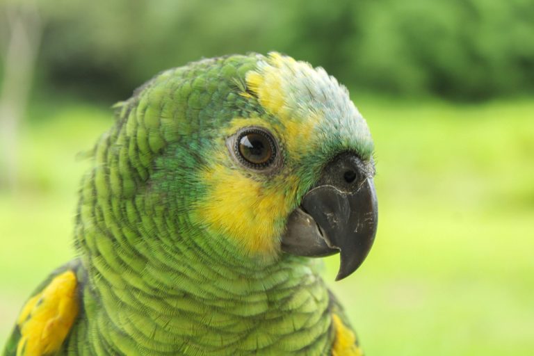 Can Amazon Parrots Live in Apartments? The Honest Answer