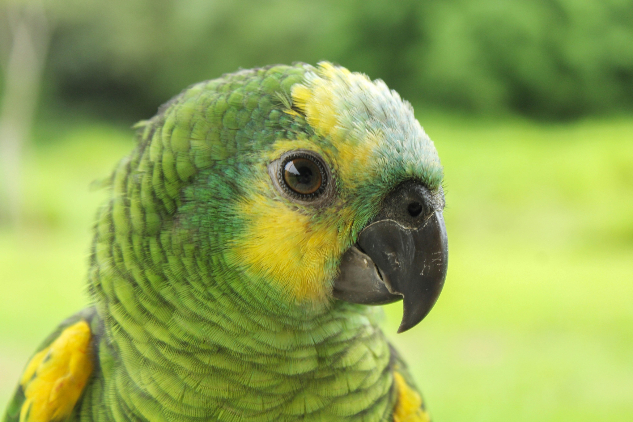 Can Amazon Parrots Live in Apartments? The Honest Answer