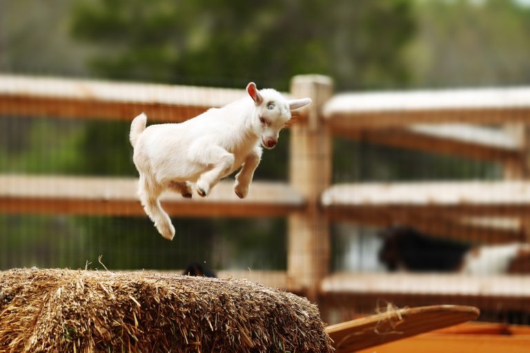 10 Ways to Keep Your Goats Entertained and Enriched (Because Bored Goats Cause Chaos)