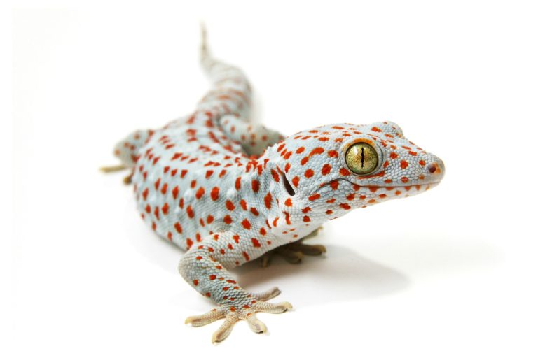 The Honest Truth About Tokay Geckos as Pets (Read This Before You Buy)