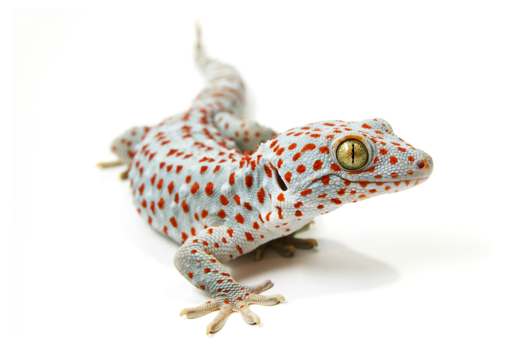 tokay gecko pet>
            </div>
        </div>
    </div>
    <div class=