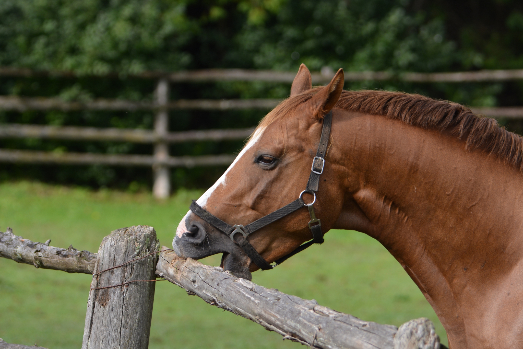 Horse Cribbing: What It Is, Why It Happens, and How to Help Your Horse