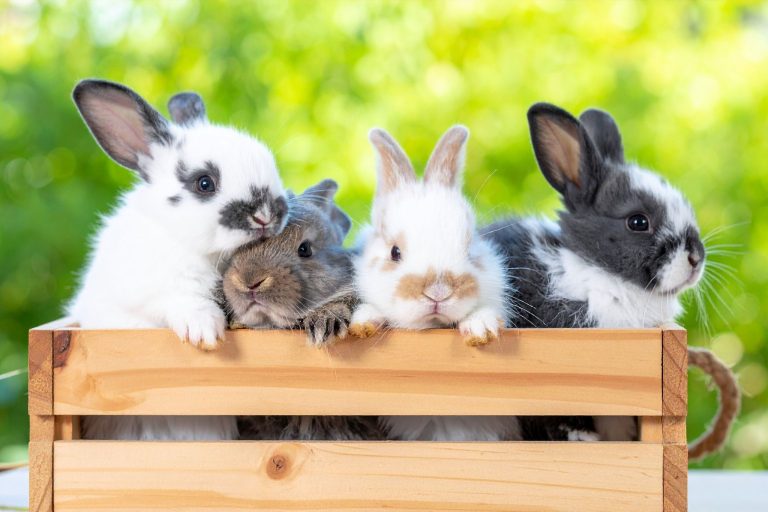 How Long Do Pet Rabbits Live?—What to Expect & How to Help Them Live Longer