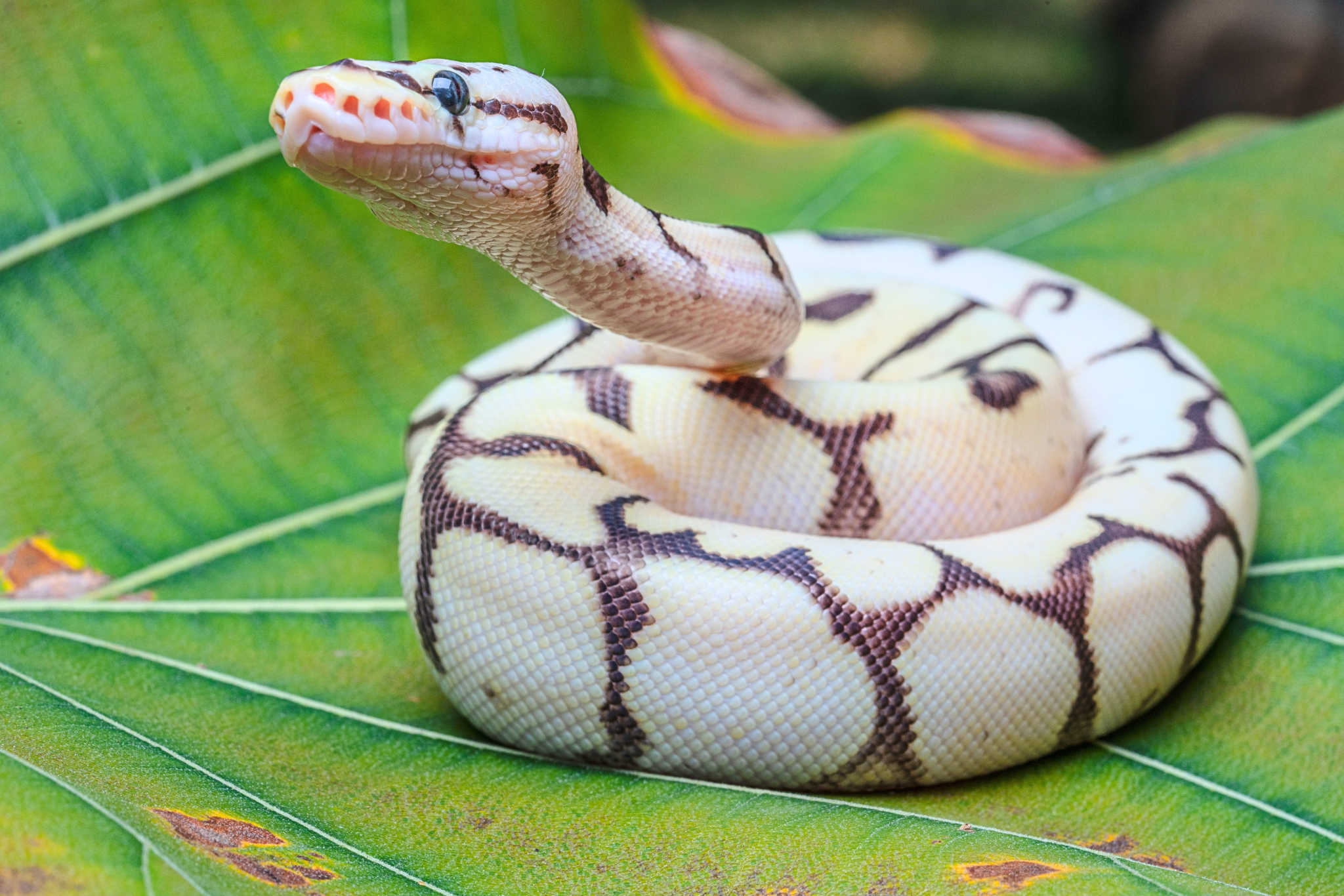 Ball Python Humidity: Ideal Range, Tools & Fixes