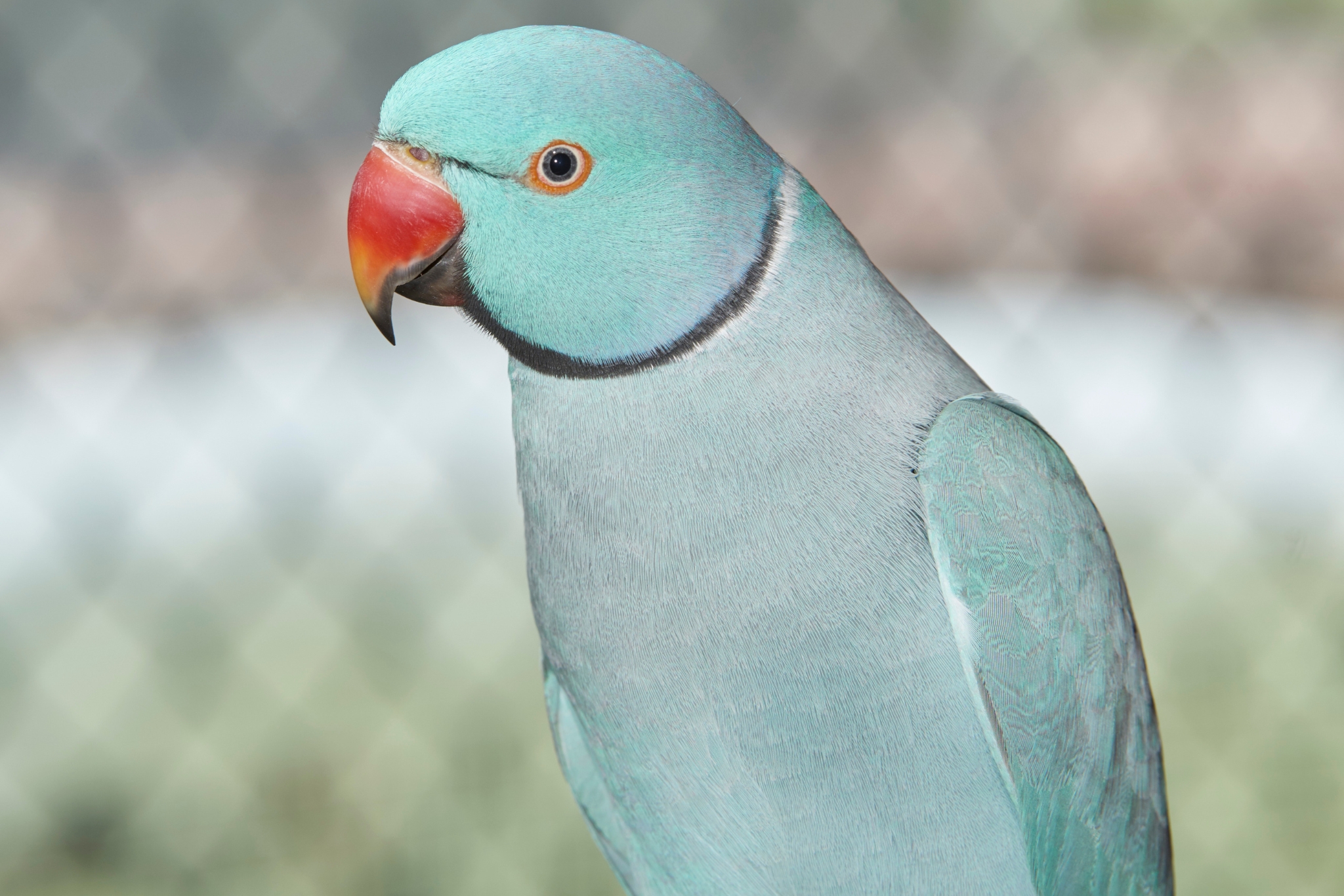 The Good, the Bad, and the Ugly Truth About Pet Indian Ringnecks