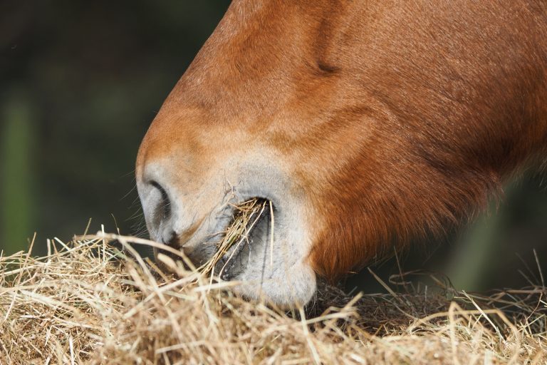 Soaking Horse Hay 101: Why, How Long, and When It Matters