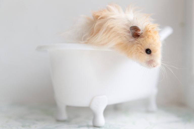 Do Hamsters Need Baths? Learn How Often, When, and How to Do It Safely