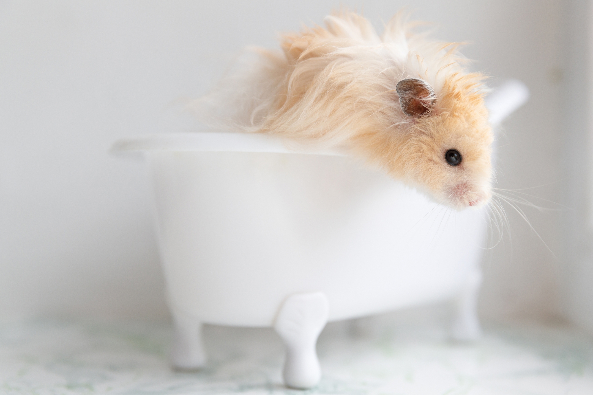 Do Hamsters Need Baths? Learn How Often, When, and How to Do It Safely