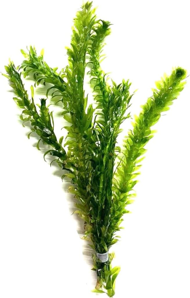 Anacharis